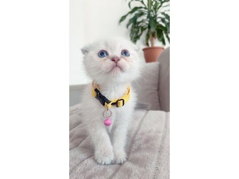 Scottish fold ve blue point yavrularımız