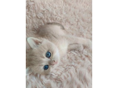 Golden british shorthair kızlar serisi