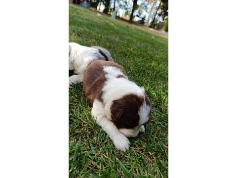 Ev üretimi border collie yavruları