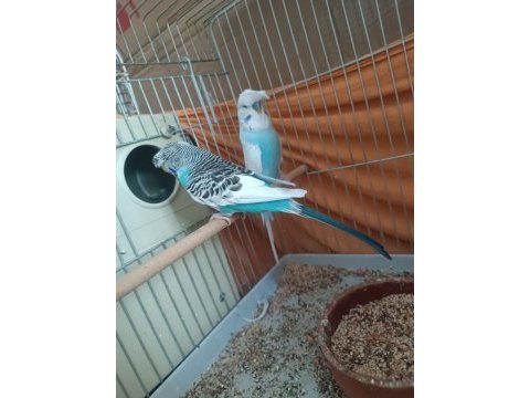 Jumbo kuşlarımız muhabbet kuşu