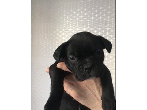 A kalite ırk garantili french bolldog yavrularımız