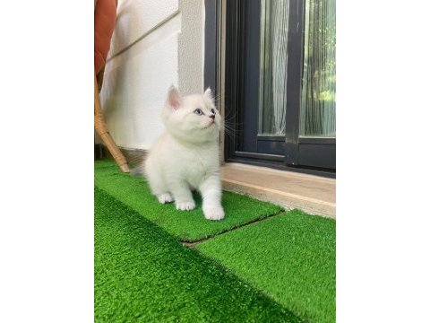 1.5 aylık iri cüsseli erkek british shorthair kedimiz