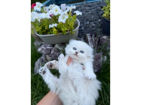 Yavru british longhair kediler