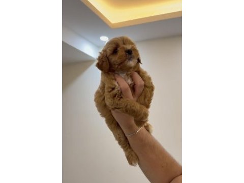 Maltipoo party color kuyruksuz 