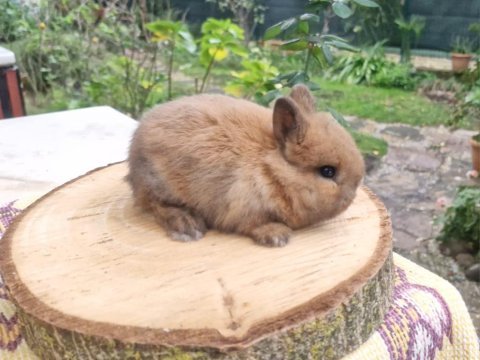 Hollanda mini lop cüce tavşanlar a kalite