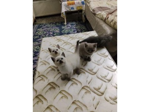 British shorthair kediler
