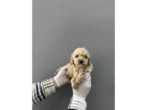 Maltipoo yavrular