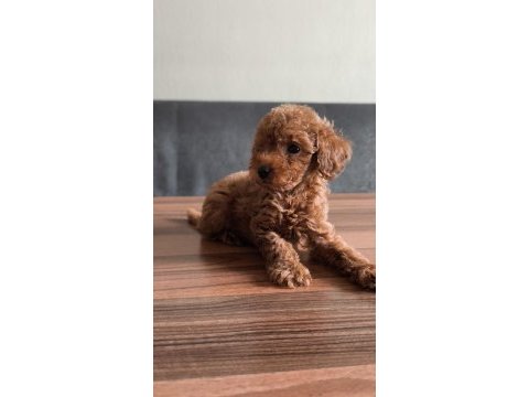Teacup toy poodle yavrularımız