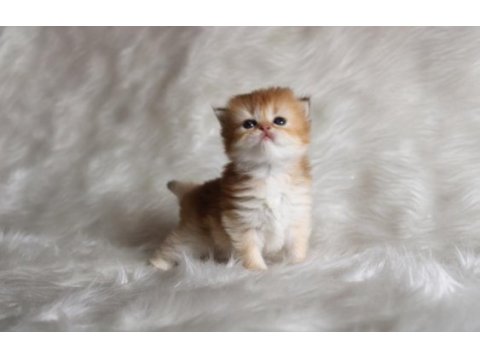 British longhair golden ny11 ny25 bebekler