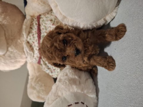 Minik poodle prensesiniz sizi bekliyor