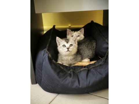 British shorthair calico ve silver iki kardeş