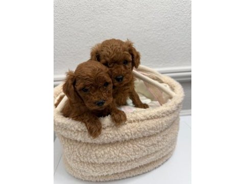 Üst kalitede toy poodle yavrular sakarya