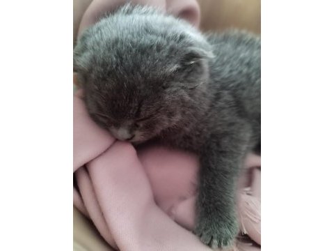 Minik scottish fold yeni yuvasını arıyor