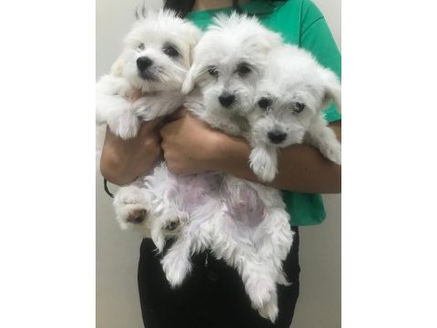 Maltese terrier bebekler
