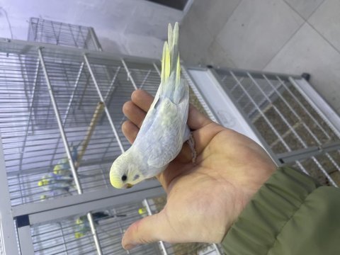 30 günlük erkek rainbow yavru muhabbet kuşu