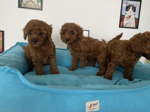 Ultra kalite red brown toy poodle yavrularımız