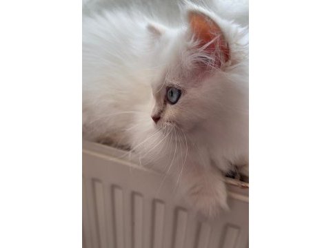 Maviş british longhair kızımıza yuva arıyoruz