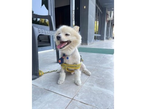 Malatya da 1.5 yaşında pomeranian