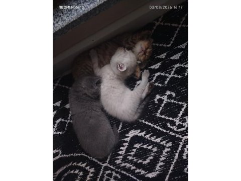 45 günlük erkek british shorthair