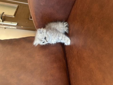 4 tane yavru var scottish fold british longhair