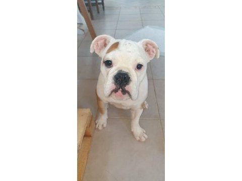 Safkan ingiliz bulldog