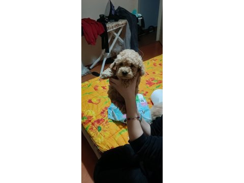 A kalite maltipoo köpekler
