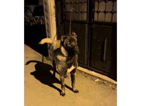Herkül oğlu gerçek bir dev köpeğimiz