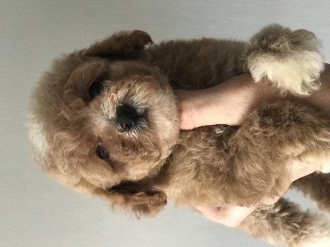 2. jenerasyon red maltipoo