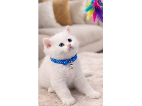 Scottish fold 55 günlük kedimiz