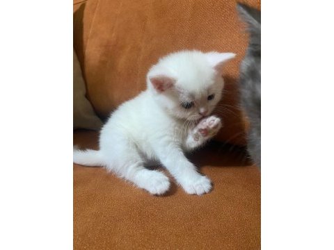 Tatlı yavru british shorthair