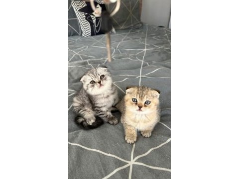 2 adet scottish fold