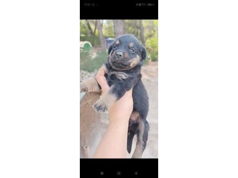 Dişi erkek rottweiler