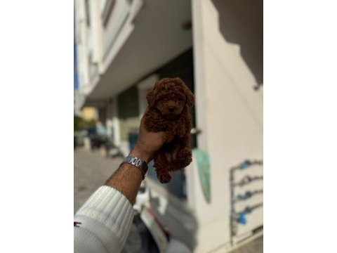 Toy poodle yavrularımız