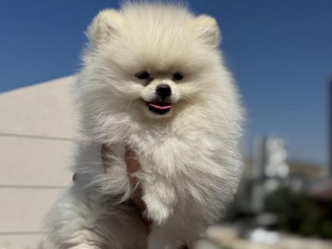 Ankranın en özel ayı surat pomeranianları