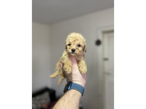 Red brown toy poodle puppıes