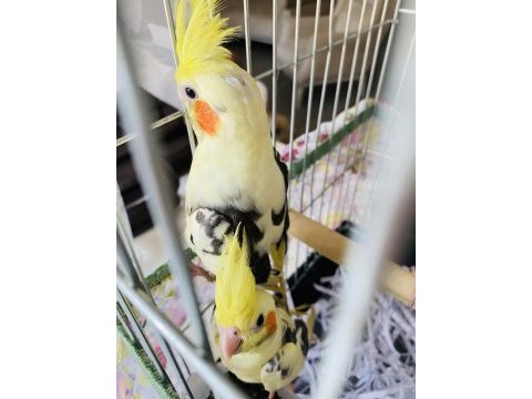 Adana pied sultan papağanı yavruları