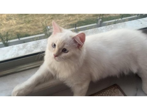 Sevimli cana yakın temiz bakımlı dost kedimiz