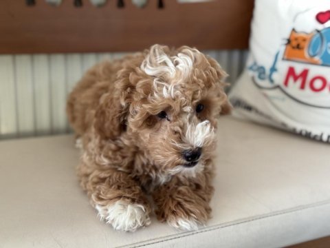 Petmode köpek çiftliğindrn maltipoo yavrumuz