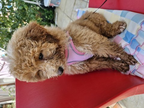 Anne poodle baba maltipoo
