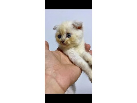 Scottish fold lynx point