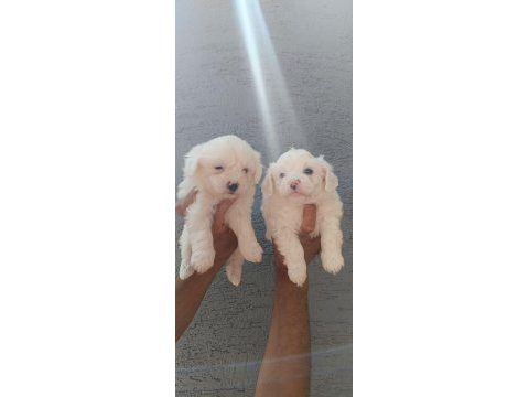 Kusursuz maltese terrier yavrular