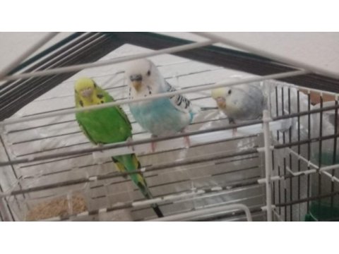 3 adet muhabbet kuşu