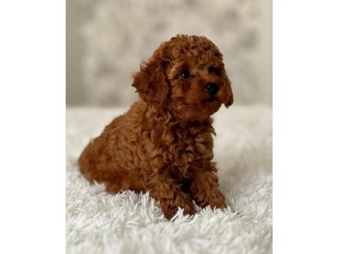 Toy poodle bebekleri