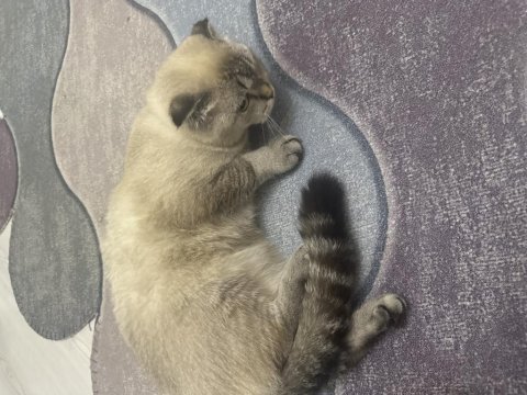 6 aylık saf kan scottish fold