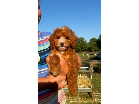 Boncuk gibi red maltipoo