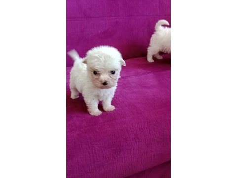 Teacup maltese yavrumuz