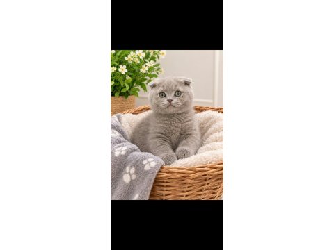 Lilac özel renk dişi scottish fold