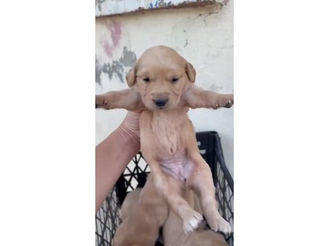 Golden retriever köpeği yavrularımız
