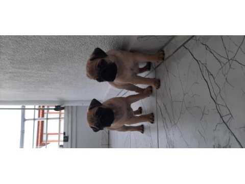 Pug bebekleri