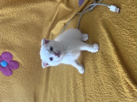 Scottish fold colorpoint